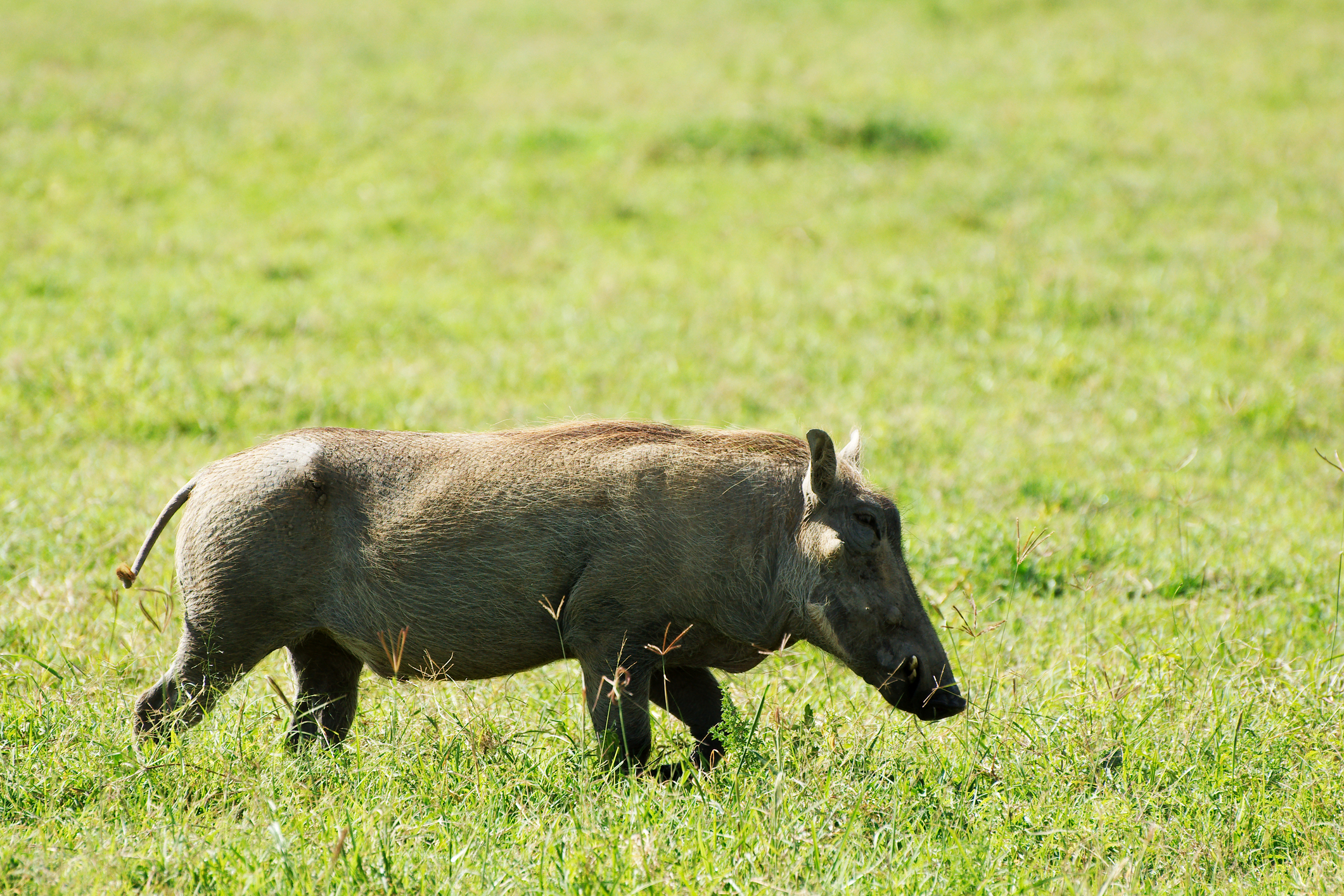 Oink Oilk