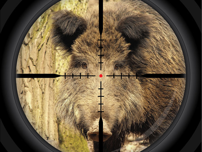 Wild Feral Hog Removal
