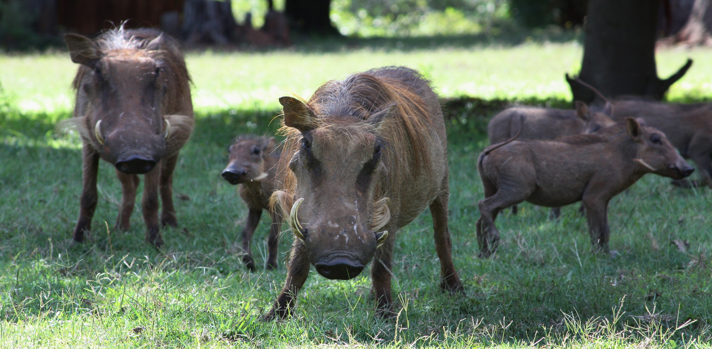 Wild Pig Removal